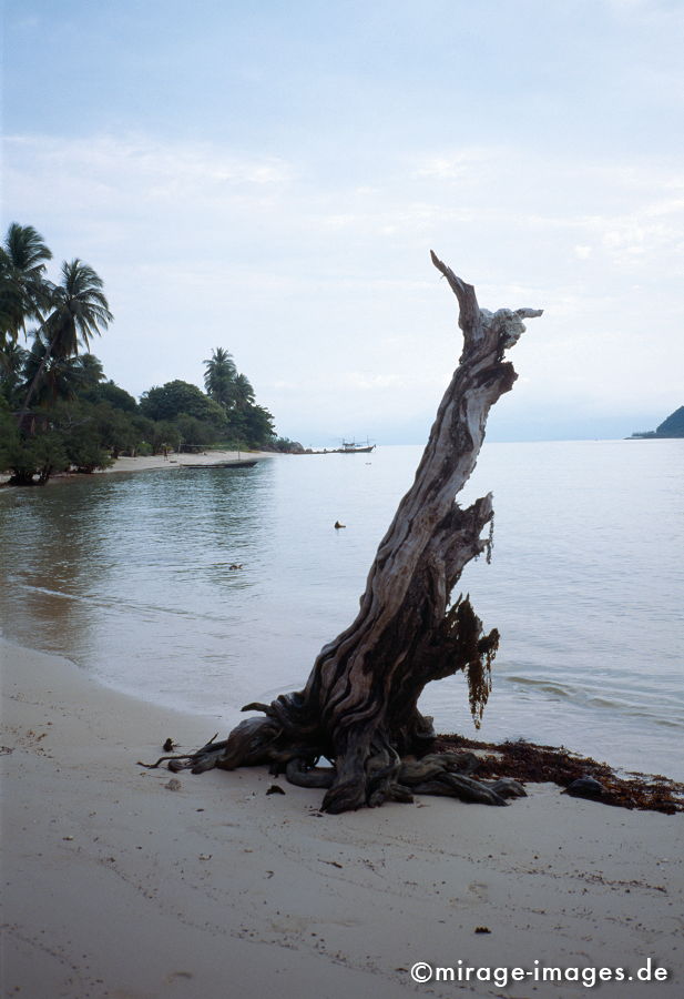 Standing Root
Ko-Phangan
Schlüsselwörter: landart1