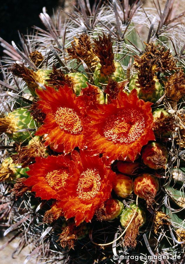 Kaktusblüte
Valley of Fire
