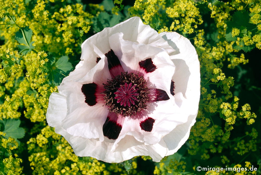 Mohnblüte
