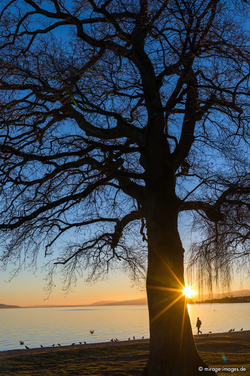 Sunset
Lac Lem�n
Schlüsselwörter: autumn1