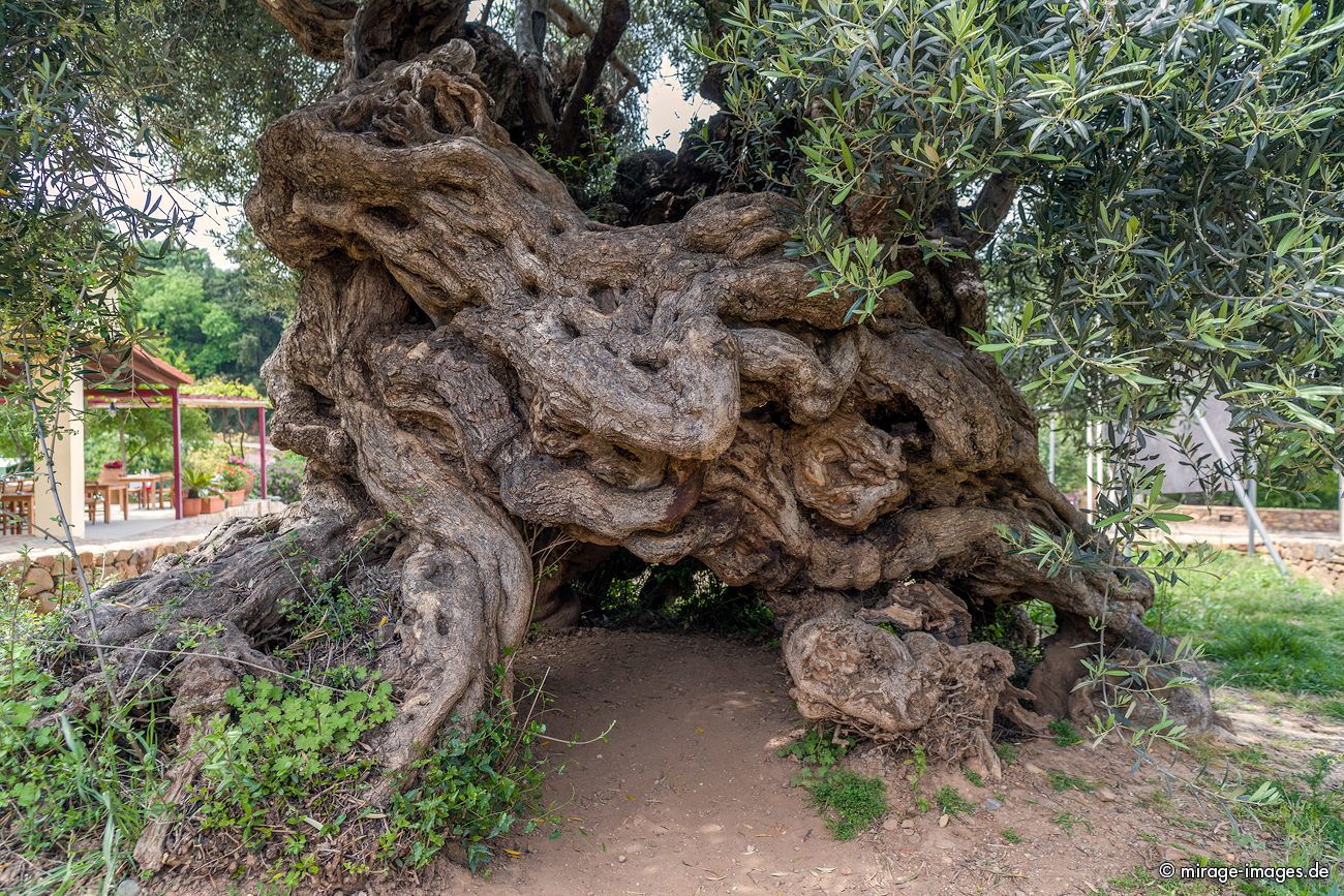 Oldest Olive tree
Kreta
