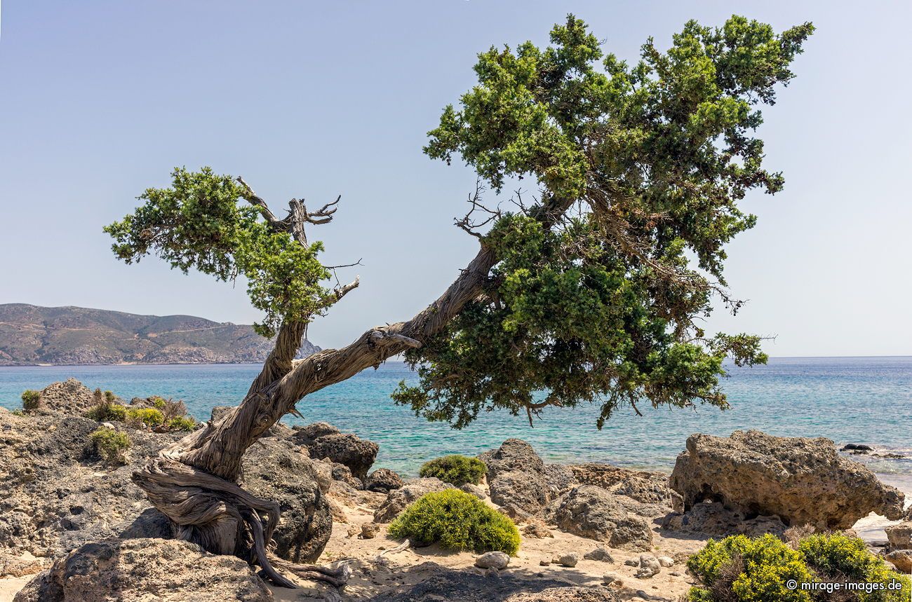 Tree tousled by th wind
Elafonisi
