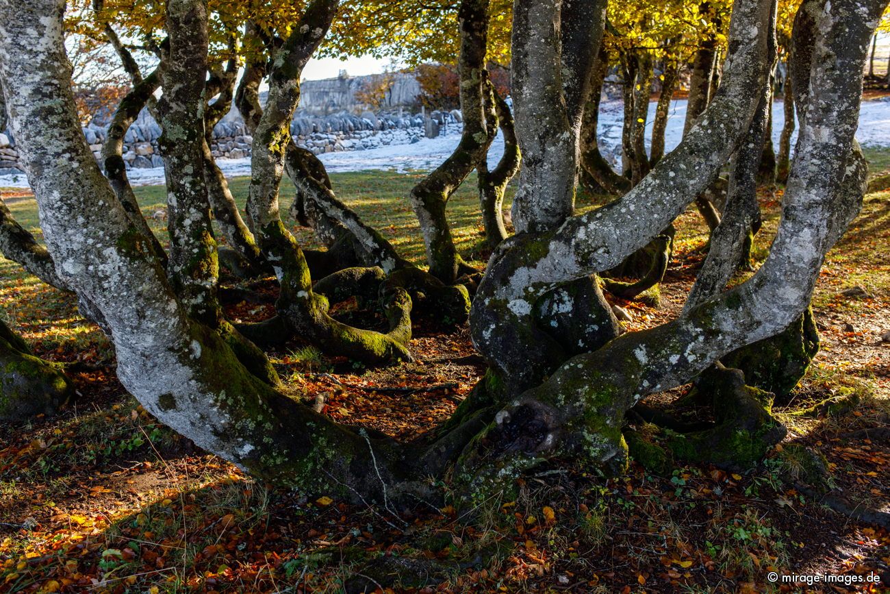 Group of severly bent trees
Creux du Van

