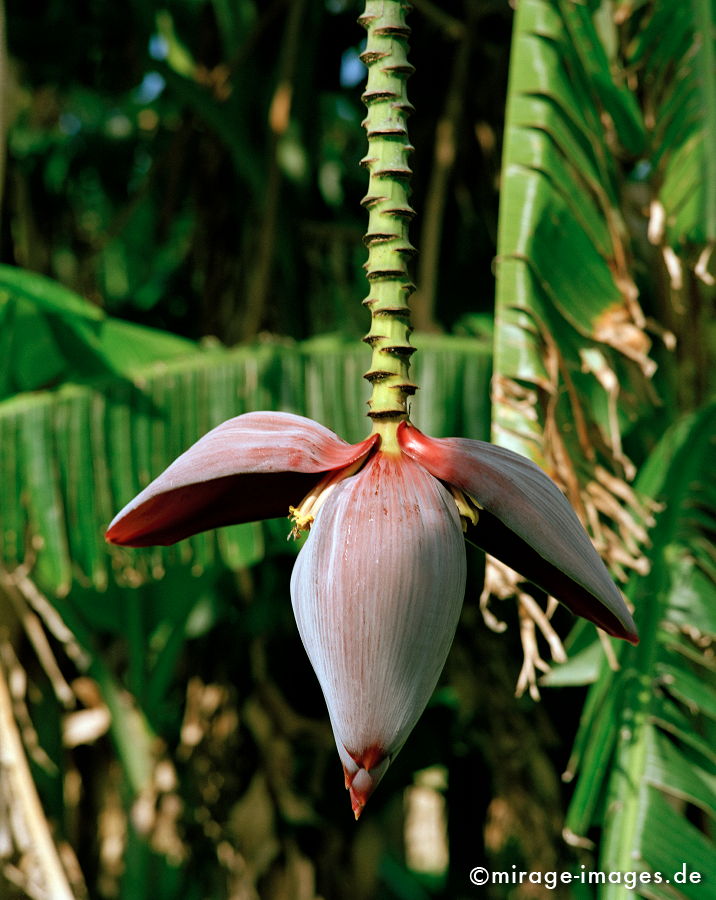 Bananenblüte
Gozo
