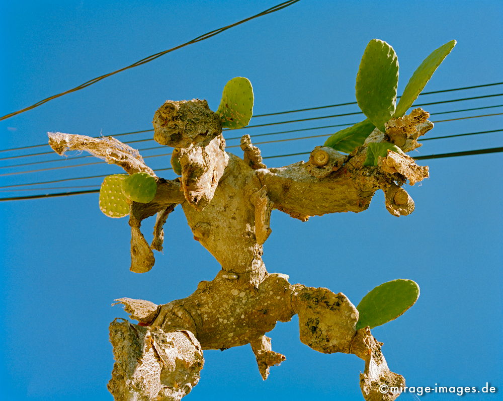 Cactus manikin
Gozo
Schlüsselwörter: natureart1