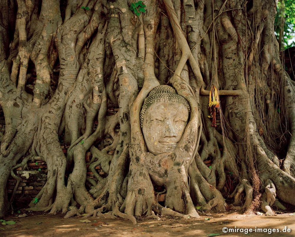Peace
eingewachsener Buddhakopf im Wat Phra Mahathat Ayutthaya
Schlüsselwörter: meditation1, Kraft, Verehrung, Kult, Opfer, Meditation, Buddhismus, Religion, Schrein, Spiritualität, Anbetung, Ruhe, Natur, Frieden, heilig, Entspannung, entspannen, Glauben, gläubig, religiös, Kontemplation, Liebe,