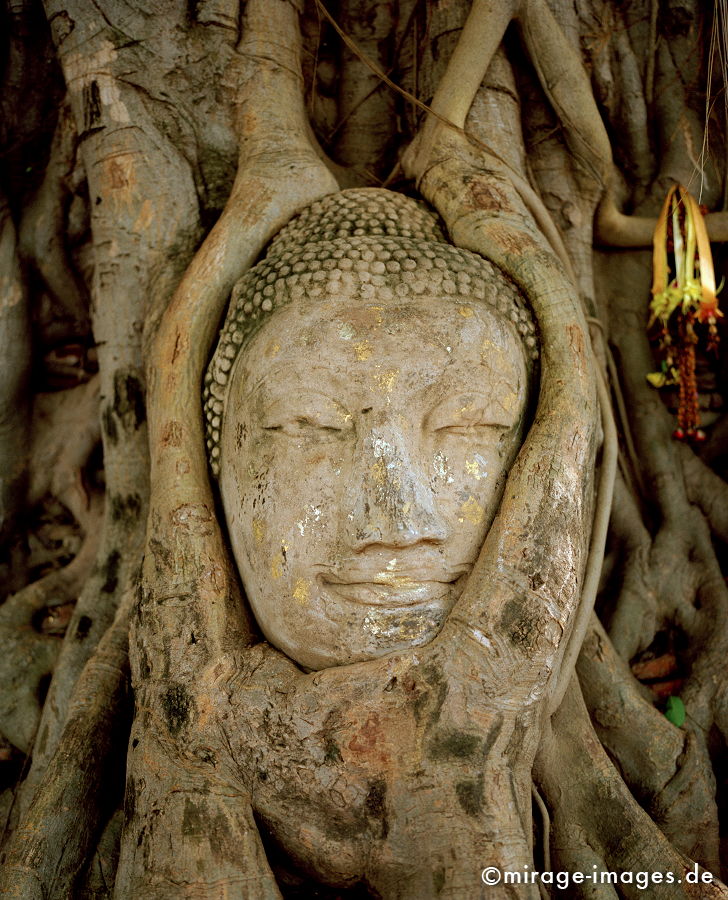Peace
eingewachsener Buddhakopf im Wat Phra Mahathat Ayutthaya
Schlüsselwörter: Kraft, Verehrung, Kult, Räucherstäbchen, Opfer, Meditation, Buddhismus, Religion, Schrein, Spiritualität, Anbetung, Ruhe, Natur, Frieden, heilig, Entspannung, entspannen, Ayutthaya, Glauben, gläubig, religiös, Kontemplation, Liebe, thailand1