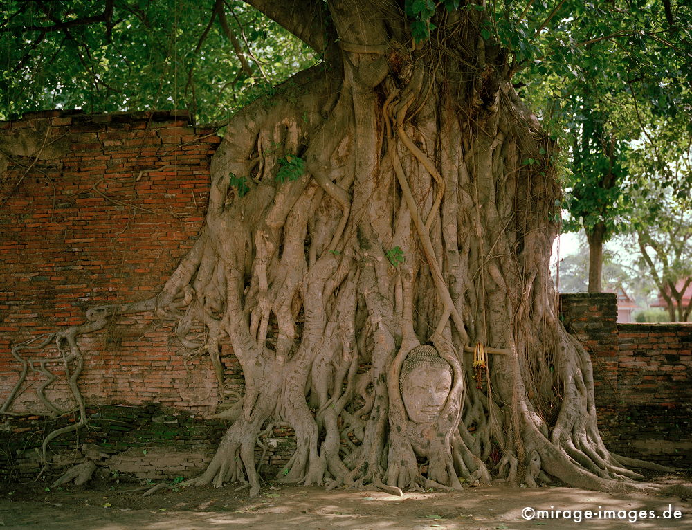 Peace
eingewachsener Buddhakopf im Wat Phra Mahathat Ayutthaya
Schlüsselwörter: meditation1, Kraft, Verehrung, Kult, Opfer, Meditation, Buddhismus, Religion, Schrein, Spiritualität, Anbetung, Ruhe, Natur, Frieden, heilig, Entspannung, entspannen, Glauben, gläubig, religiös, Kontemplation, Liebe,