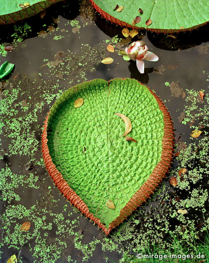 Heart
großes schwimmendes Lotuslatt in Ayutthaya
Schlüsselwörter: Südost Asien, Tourismus, Reise, Fernreise, reisen, Urlaub, Ferien, Touristenattraktion, Reiseziel, Kultur, Tropen, thailand1