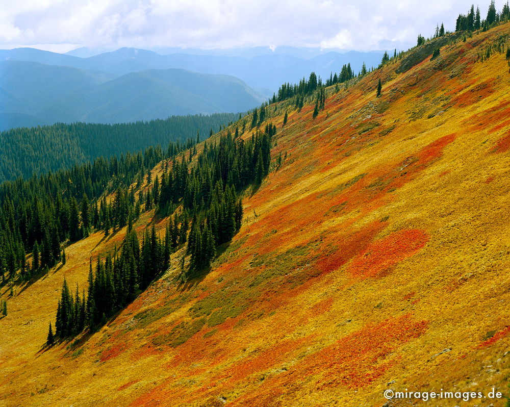 Meadow
[b]hochalpine Wiese im Jaspar NP[/b]
Schlüsselwörter: gelb, orange, Berge, Hochgebirge, Blumen, bunt, Natur, natürlich, Idylle, schön, Urlaub, ecotourism, Entspannung, entspannen, Wildnis, unberührt, grandios, farbig, gesund, Stille, Ruhe, Herbst, geschützt, Schutz, Nadelholz, Tannen, Baum, Bäume, weit,