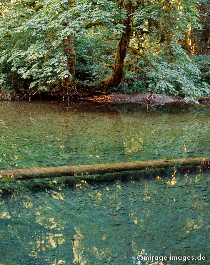 Cathedral Groove
Vancouver Island
Schlüsselwörter: grün, Wald, Regenwald, Fluss, Wasser, fliessen, flowing, Ruhe, Nature, Stein, Reise, Holz, Stille, feucht, Ökologie, Baum,