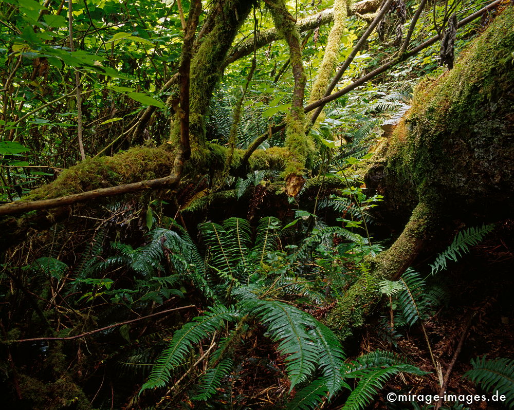 Rainforest
Haynes Island Vancouver
Schlüsselwörter: Regenwald, kalt, grün, weich, Reise, Tourismus, Stille, Wasser, water, Romantik, Idylle, Moos, Farn, Moder, feucht, nass,