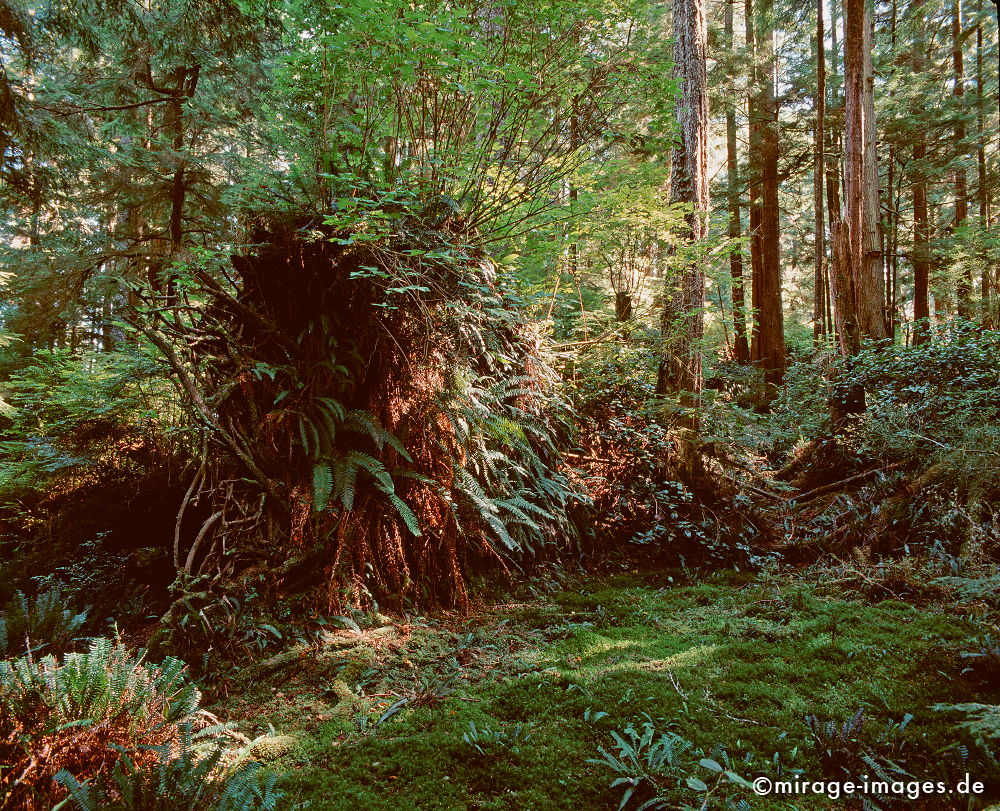 Rainforest
Haynes Island Vancouver
Schlüsselwörter: Regenwald, kalt, üppig, grün, weich, Stille, Moos, Farn, Moder, Wildnis, Moder, wuchern, feucht, Baum, Urwald, Dickicht, Unterholz, Lebensräume, Lebensraum, Abenteuer, dicht, rauh, reich, Vegetation, Boden, soil, fruchtbar, Nationalpark, Reiseziel,