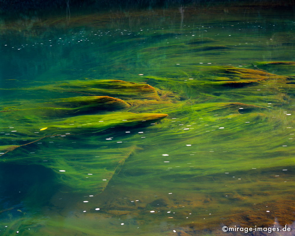 grne Algen
Nam Phak
Schlüsselwörter: Fluss, grn, sanft, fliessend, Landschaft, Algen, algae, Wasser, weich, Meditation, Natur, Ruhe, Entspannung, entspannen, wohlfhlen, Harmonie, Fantasie, Phantasie, abstrakt, Urlaub, Seele, beruhigend, Unterwasser, Vegetation, gleiten, klar, rein,