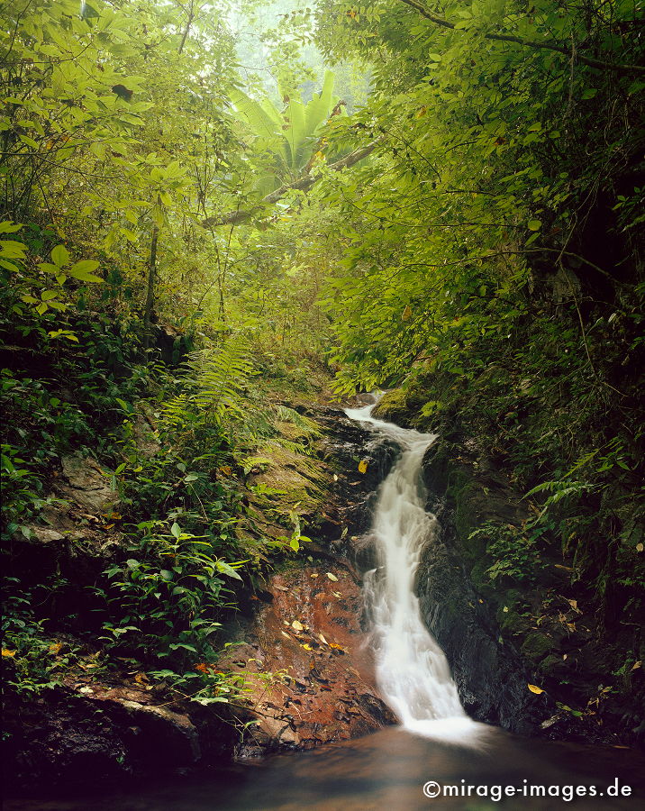 Waterfall
Oudomxay
Schlüsselwörter: Dschungel, Tropen, Wasser, Fluss, Ruhe, Wasser, Natur, Landschaft, Südost Asien, Reise, Pflanzen, klar, rein, grün, Urwald, Einsamkeit, ursprünglich, Ökologie, Indochina, fliessen, Stille,