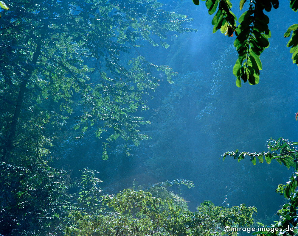 Rainforest
Oudomxay
Schlüsselwörter: blau, Nebel, Wald grün, üppig, Dunst, Schleier, Vegetation, Regenwald,