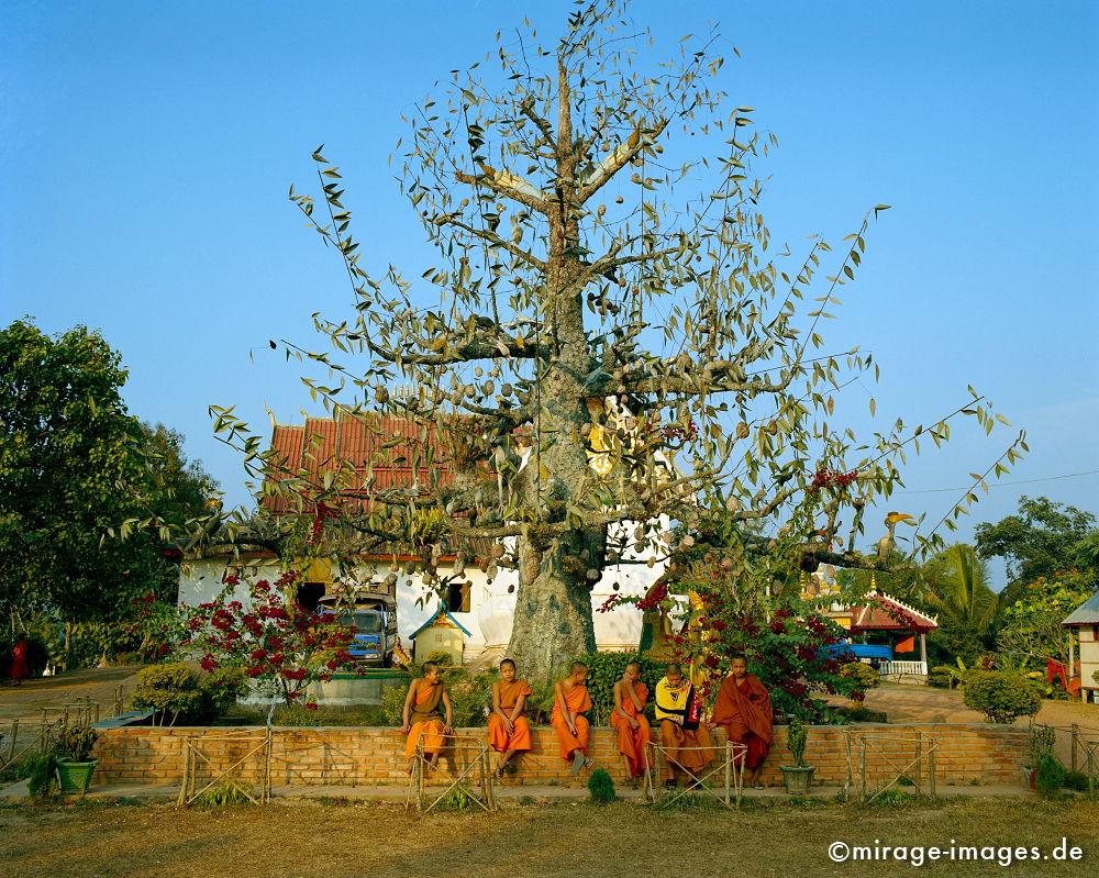 Young Monks
Oudomxay
Schlüsselwörter: Südost Asien, Reiseziel, Tourismus, Reise, Landschaft, Genuss, Kultur, aussen, draußen, Entwicklungsland, Fernreise, Mönche, Kloster, Buddhismus, Baum, Alltag, Kinder, Jugendliche, orange, Glauben, Religion, Platz,