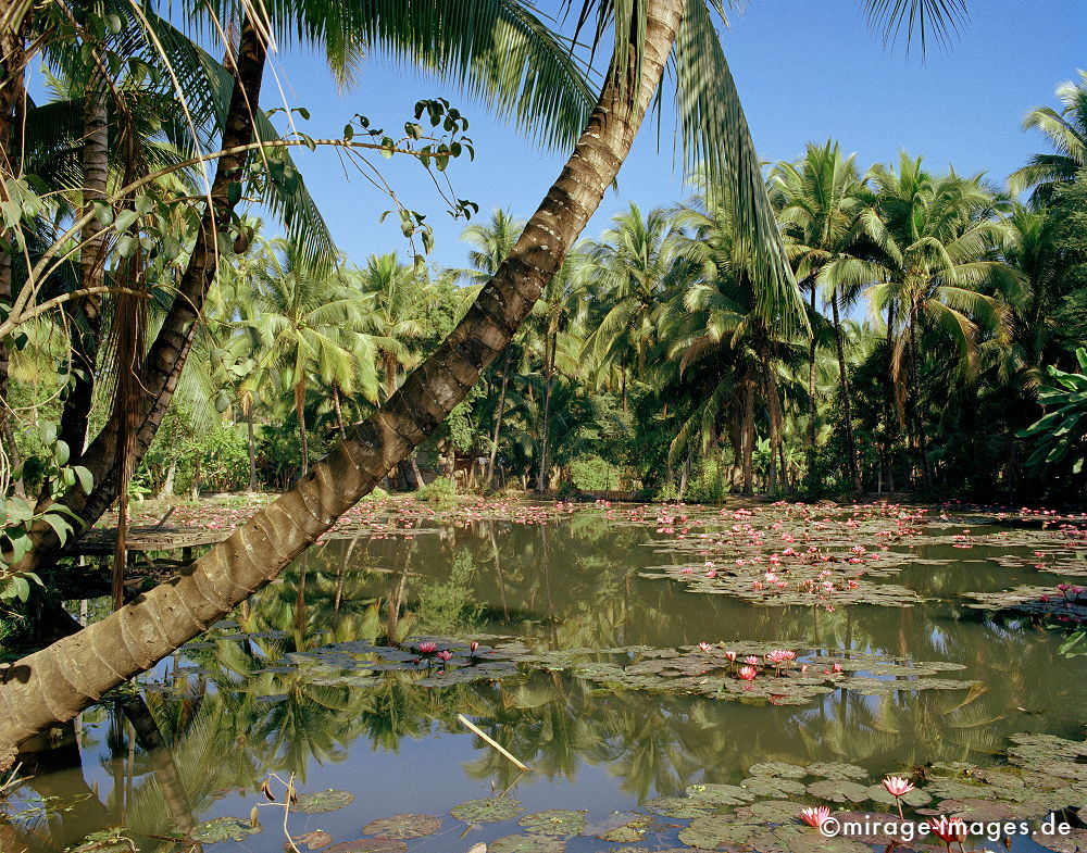 Lotusteich
Luang Prabang
