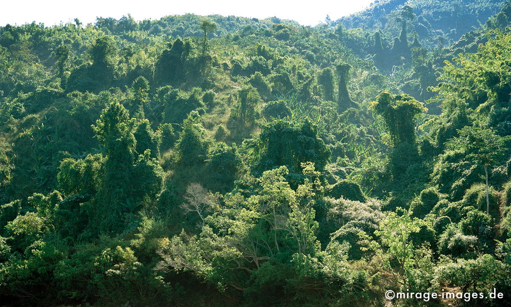 Jungle on the river bank
Nam Ou
Schlüsselwörter: Dschungel, Tropen, Ruhe, Natur, Landschaft, Südost Asien, Reise, Pflanzen, Bäume, klar, rein, grün, Urwald, Einsamkeit, ursprünglich, Ökologie, Indochina, fliessen, Stille, Wildnis, üppig, undurchdringlich, dicht, gesund, überbordend, unwegsam,