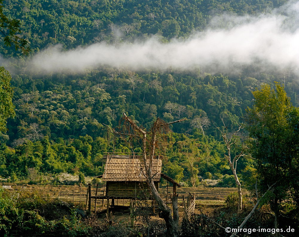House in Fog
Muang Ngoi
Schlüsselwörter: Dschungel, Hütte, Bambus, Nebel, Wald, Regenwald, ländlich, Morgen, grün, Busch, einsam, Architektur, wohnen, leben, Armut, Idylle, mystisch, geheimnisvoll, stimmungsvoll, abgelegen, Geister, unheimlich,