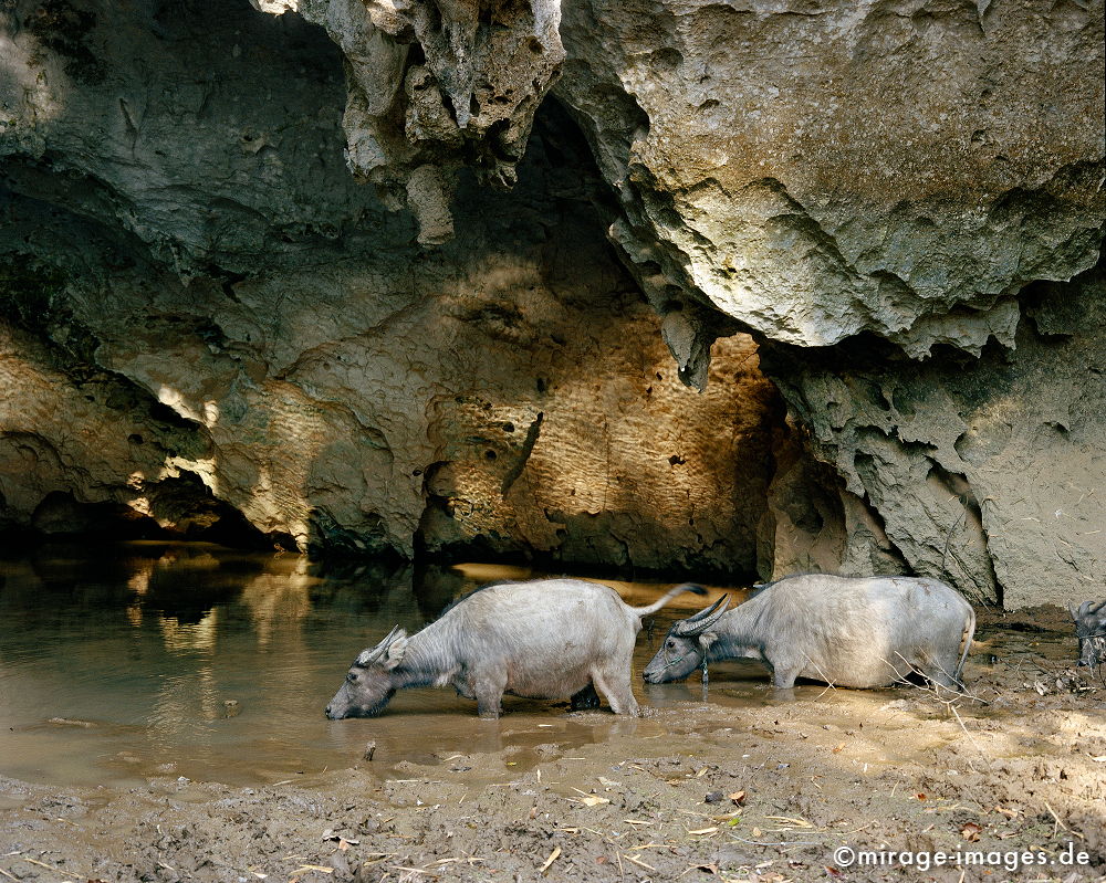 Water hole
Khammouane
Schlüsselwörter: animals1, Wasser, Entwicklungsland, Reise, Asien, geheimnisvoll, mystisch, Landschaft, Tropen, Fernreise, archaisch, trinken, saufen, Wasserloch
