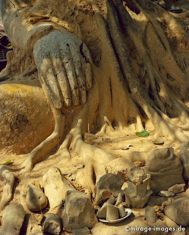 Buddha Hand
Champasak
Schlüsselwörter: Verehrung, Räucherstäbchen, Opfer, Meditation, Buddhismus, Religion, Südost Asien, Indochina, Schrein, Spiritualität, Meditation, Anbetung, Ruhe, Kultur, Tourismus, Reise, Frieden, friedlich, heilig, Baum, verwachsen, meditation1