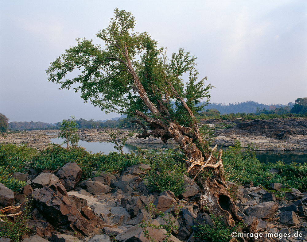 Mekong
Siphandone 4000 islands
Schlüsselwörter: Fluss, Felsen, Wildnis, Natur, natürlich, Wasser, abends, Landschaft, lautlos, ursprünglich, wild, Baum, Trockenzeit, knorrig, Holz, Vegetation, grün, rau, rauh, hart, ungezähmt, überleben, Kraft, Südost Asien, Reiseziel, Tourismus, Reise, Laos,
