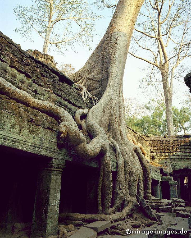 Ta Prohm
Angkor Wat
Schlüsselwörter: Baum, Dschungel, überwuchert, Khmer, Ruine, Tempel, Buddhismus, Reise, Asien, Holz, Wildnis, chaotisch, kraftvoll, Natur, Architektur, surreal, Tourismus, Reise, Frieden, friedlich, heilig, Fernreise, Vegetation,