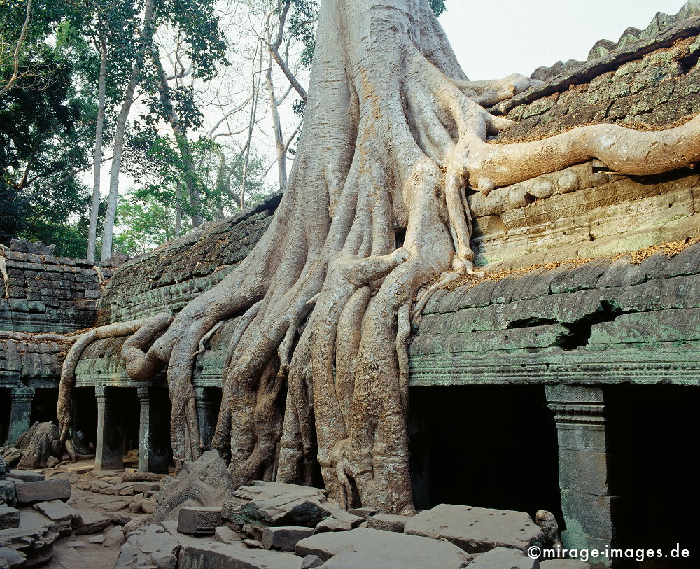 Ta Prohm
Angkor Wat
Schlüsselwörter: Baum, Dschungel, überwuchert, Khmer, Ruine, Tempel, Buddhismus, Reise, Asien, Holz, Stone, Wildnis, chaotisch, kraftvoll, Natur, Architektur, surreal, Tourismus, Reise, Frieden, friedlich, heilig, Fernreise, Vegetation,