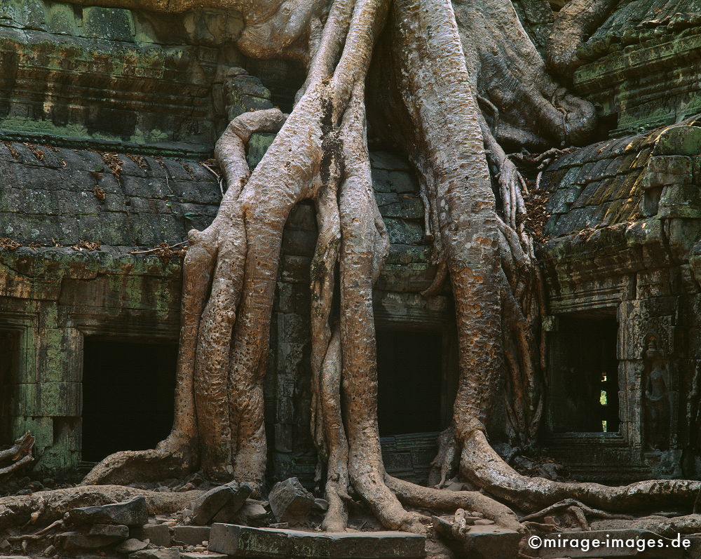 Ta Prohm
Angkor Wat
Schlüsselwörter: Baum, Dschungel, überwuchert, Khmer, Ruine, Tempel, Buddhismus, Reise, Asien, Holz, Stone, Wildnis, chaotisch, kraftvoll, Natur, Architektur, surreal, Tourismus, Reise, Frieden, friedlich, heilig, Fernreise, Vegetation,