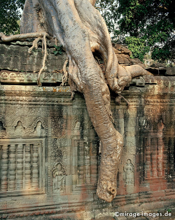 Angkor Wat
Siem Reap
Schlüsselwörter: Baum, Dschungel, überwuchert, Khmer, Ruine, Tempel, Buddhismus, Reise, Asien, Holz, Stone, Wildnis, chaotisch, kraftvoll, Natur, Architektur, surreal, Tourismus, Reise, Frieden, friedlich, heilig, Fernreise, Vegetation,
