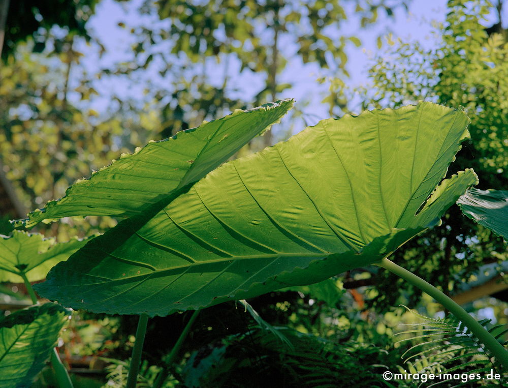 Big leave
Tat Sae
Schlüsselwörter: Vegetation, grün, Pflanze, Blatt, gross,
