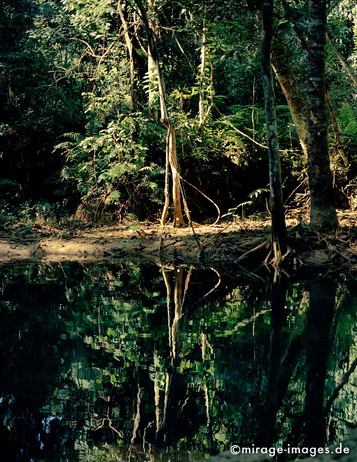 Jungle
Tat Kuang Xi
Schlüsselwörter: Teich, Wasser, Spiegelung, Ruhe, Natur, Meditation, Entspannung, entspannen, Wildnis, unberührt, frisch, klar, natürlich, Harmonie, authentisch, Reinheit, Sauberkeit, Leben, einladend, zerbrechlich, empfindlich, ungezähmt, idyllisch, Baum, Vegetation,