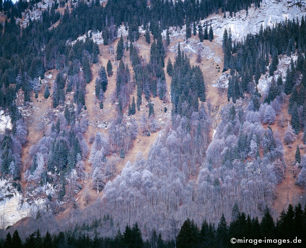 Rauhreif
Chiemgauer Alpen
Schlüsselwörter: Germany1, Winter, Kälte, cold, Tannen, fir, Baum, tree, forest, Wald, ecology, Ökologie, Tourismus, ecotourism, Reise, travel, ländlich, countryside, Natur, nature, Landschaft, landscape, Wachstum, growth, Stille, calmness, feucht, humide,