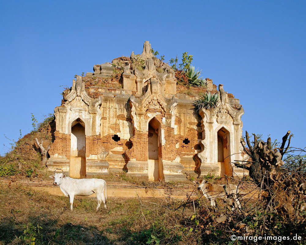 Shwe Inn Thein 
Inle Lake
Schlüsselwörter: Ruine, Tempel, Paya, Stupa, Dschungel, überwuchert, Wurzel, Kraft, Meditation, Buddhismus, Religion, Asien, Spiritualität, Anbetung, Ruhe, Natur, Kultur, Skulptur, zeitlos, Tourismus, Reise, Architektur, Schönheit, Frieden, friedlich, heilig, Fernreise