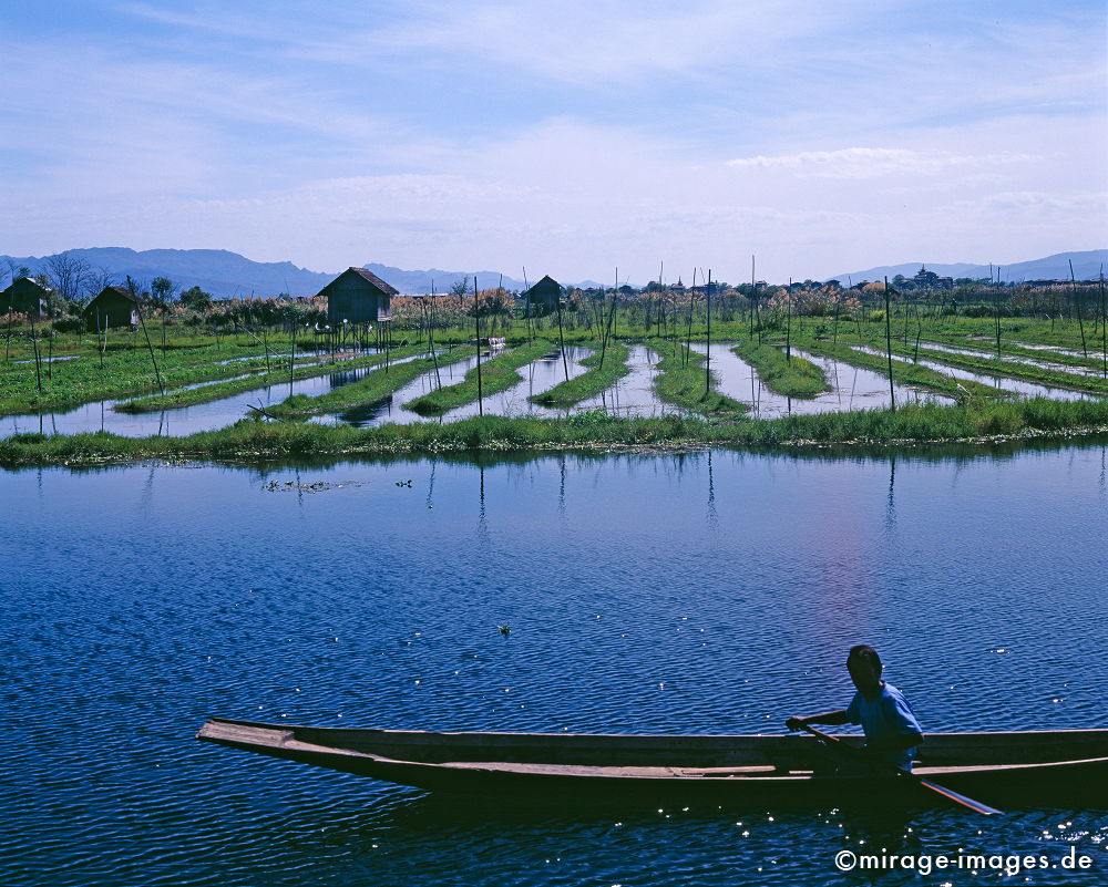 Floating Gardens
Inle Lake
Schlüsselwörter: schwimmen, Garten, blau, See, Südost Asien, schwimmende Gärten, Entwicklungsland, Boot, Ernährung, Essen, Junge, Person, Ruhe, Birma, Burma, Weite,