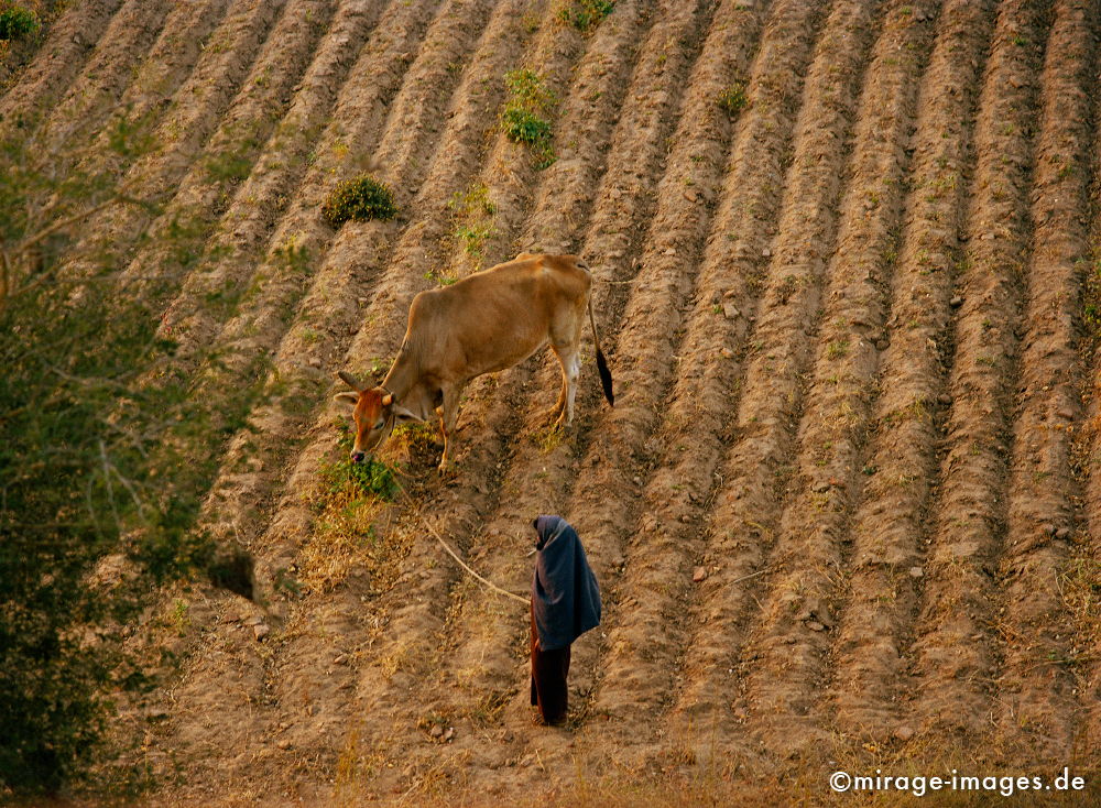 Bagan (Pagan)
Mandalay
Schlüsselwörter: Erde, Kuhhirte, Asien, Ruhe, Kultur, zeitlos, Tourismus, Reise, Armut, Schönheit, Ruhe, Frieden, Natur, Birma, Burma,