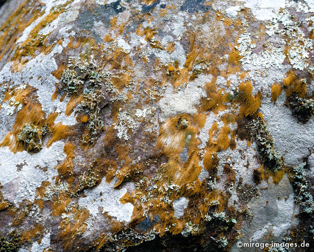 Hairy Stone
Nam Kat
Schlüsselwörter: Ruhe, Natur, Stein, Wildnis, unberührt, natürlich, Harmonie, authentisch, Felsen, Reinheit, Sauberkeit, Leben, zerbrechlich, empfindlich, sensibel, Gleichgewicht, Vegetation, Kraft, Flechten, Grass, Tropen, Südost Asien,