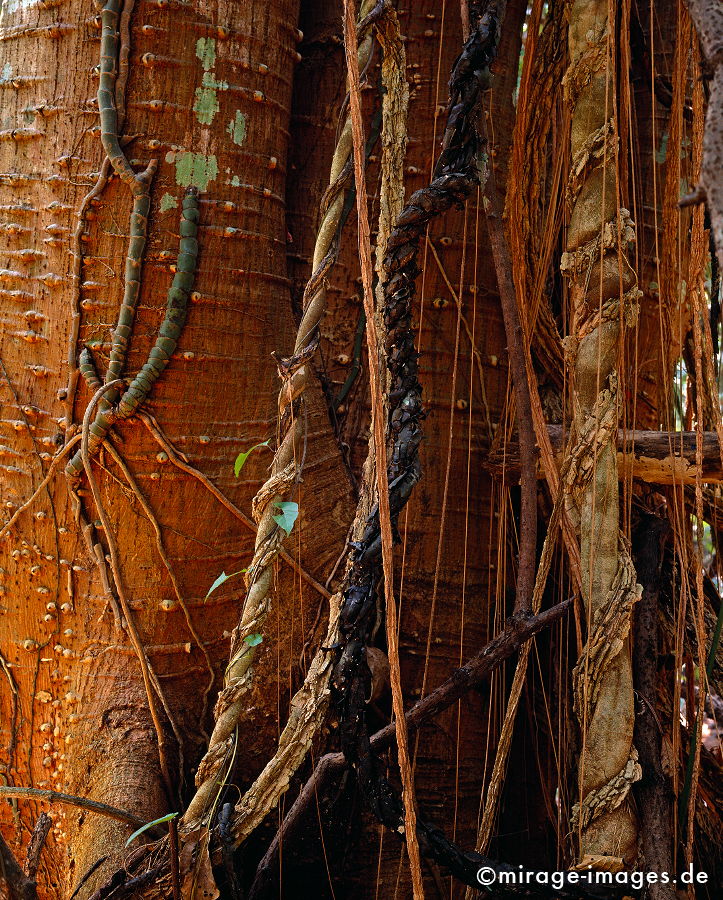 Lianen
Luang Prabang
Schlüsselwörter: trees1, Vegetation, Natur, Holz, Gewächse, verdreht, gewunden, Baum, üppig, wildnis, wild, tropisch, Dschungel, Wachstum,