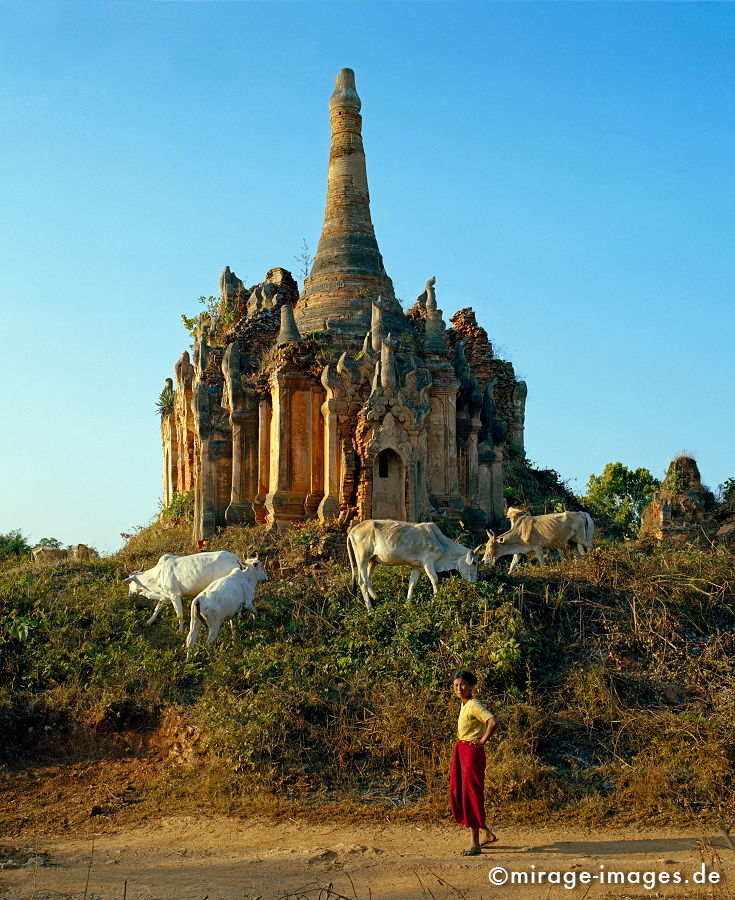Paya im Shwe Inn Thein 
Inle Lake
Schlüsselwörter: Wurzel, Wachstum, Vegetation, Stein, Heiligtum, Tempel, Kraft, Asien, Spiritualität, Ruhe, Kultur, zeitlos, Tourismus, Reise, Architektur, Schönheit, Ruhe, Frieden, Ruine, Verfall, Natur, Gegenlicht, Birma, Burma, Kuh, Frau,
