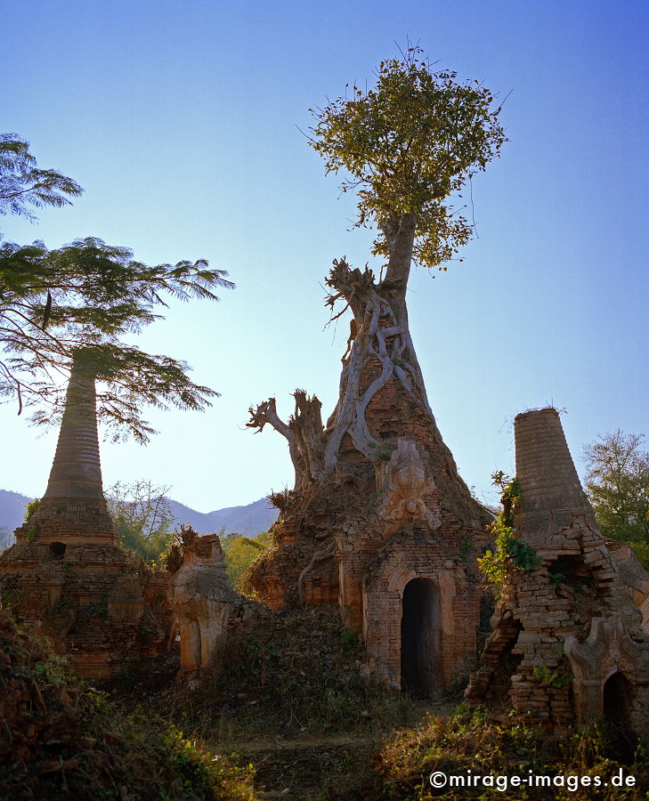 Shwe Inn Thein
Inle Lake
Schlüsselwörter: Stein, alt, Heiligtum, Ruine, Tempel, Kraft, Meditation, Buddhismus, Religion, Spiritualität, Anbetung, Ruhe, Kultur, Skulptur, zeitlos, Reise, Architektur, Schönheit, Frieden, friedlich, heilig, Entspannung, entspannen, Frieden, Kontemplation, Liebe,