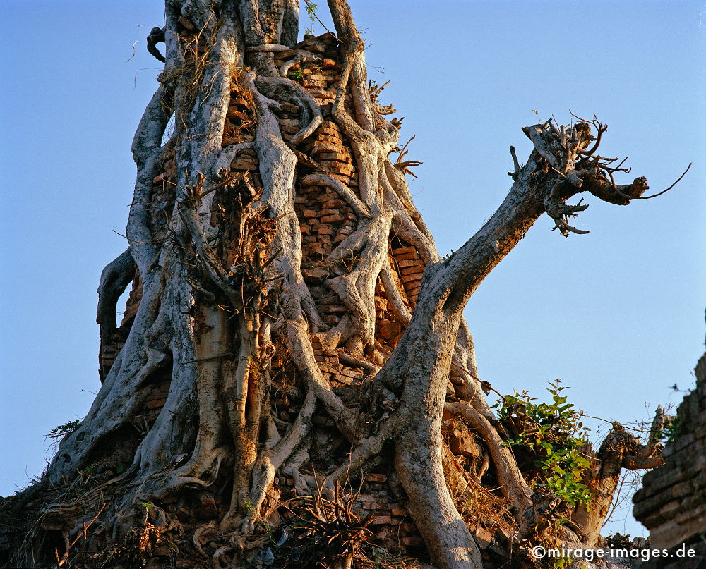Paya im Shwe Inn Thein 
Inle Lake
Schlüsselwörter: Wurzel, Wachstum, Vegetation, Stein, Heiligtum, Tempel, Kraft, Asien, Spiritualität, Ruhe, Kultur, zeitlos, Tourismus, Reise, Architektur, Schönheit, Ruhe, Frieden, Ruine, Verfall, Natur, Gegenlicht, Birma, Burma,