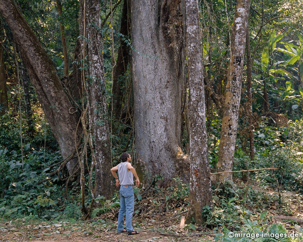 Practice
Oudomxay
Schlüsselwörter: Baum, Dschungel, Reise, Asien, Holz, kraftvoll, Natur, Architektur, Frieden, friedlich, Fernreise, Vegetation,