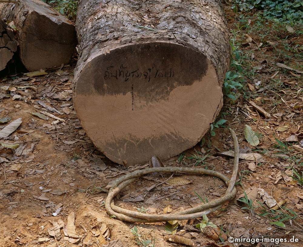 Log
Oudomxay
Schlüsselwörter: Holz, Stamm, Seil, Schrift, Typografie, braun,