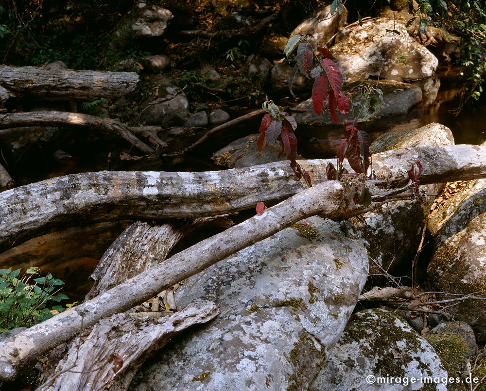 Creek to Nam Kat
Oudomxay
Schlüsselwörter: Stilleben, Holz, Baumstämme, Blätter, grau, silber, Stein, Flechten, Tropen, tropisch, Wasser, Fluss, Ruhe, Natur, Landschaft, Asien, Wildnis, unberührt, Harmonie, authentisch, zerbrechlich, empfindlich, Vegetation, Urwald, üppig, Ökologie, Oase,