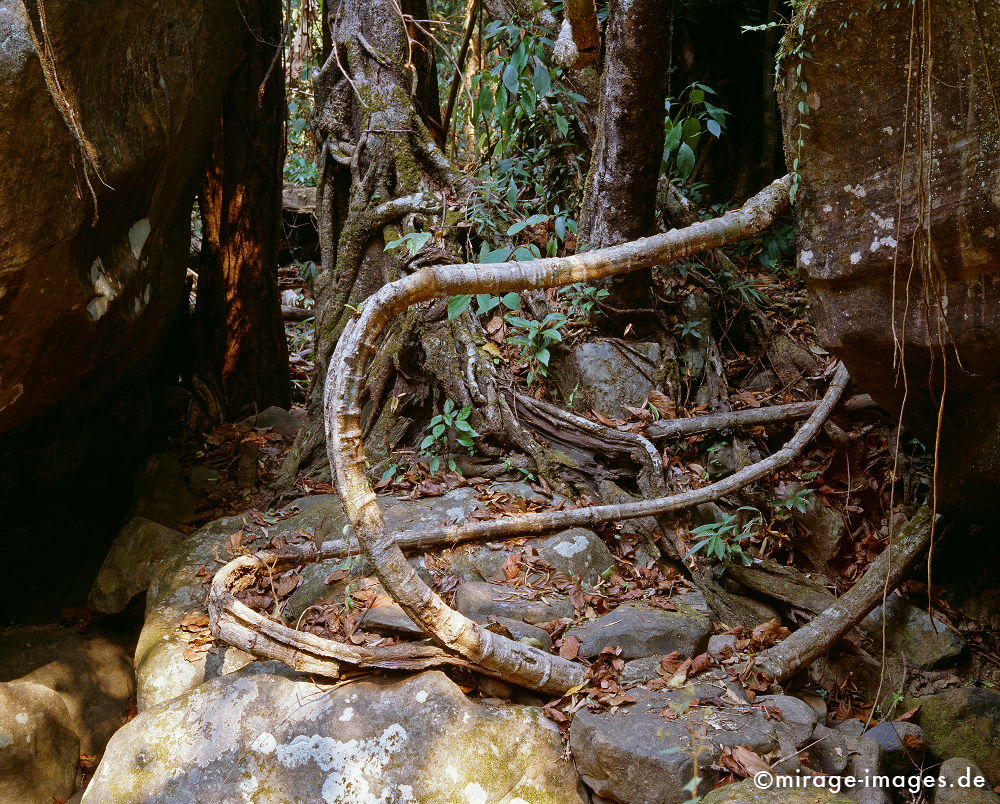 Liana
Oudomxay
Schlüsselwörter: Dschungel, Tropen, Ruhe, Natur, Landschaft, Südost Asien, Reise, Pflanzen, Bäume, klar, rein, grün, Urwald, Einsamkeit, ursprünglich, Ökologie, Indochina, fliessen, Stille, Wildnis, üppig, undurchdringlich, dicht, gesund, überbordend, unwegsam,