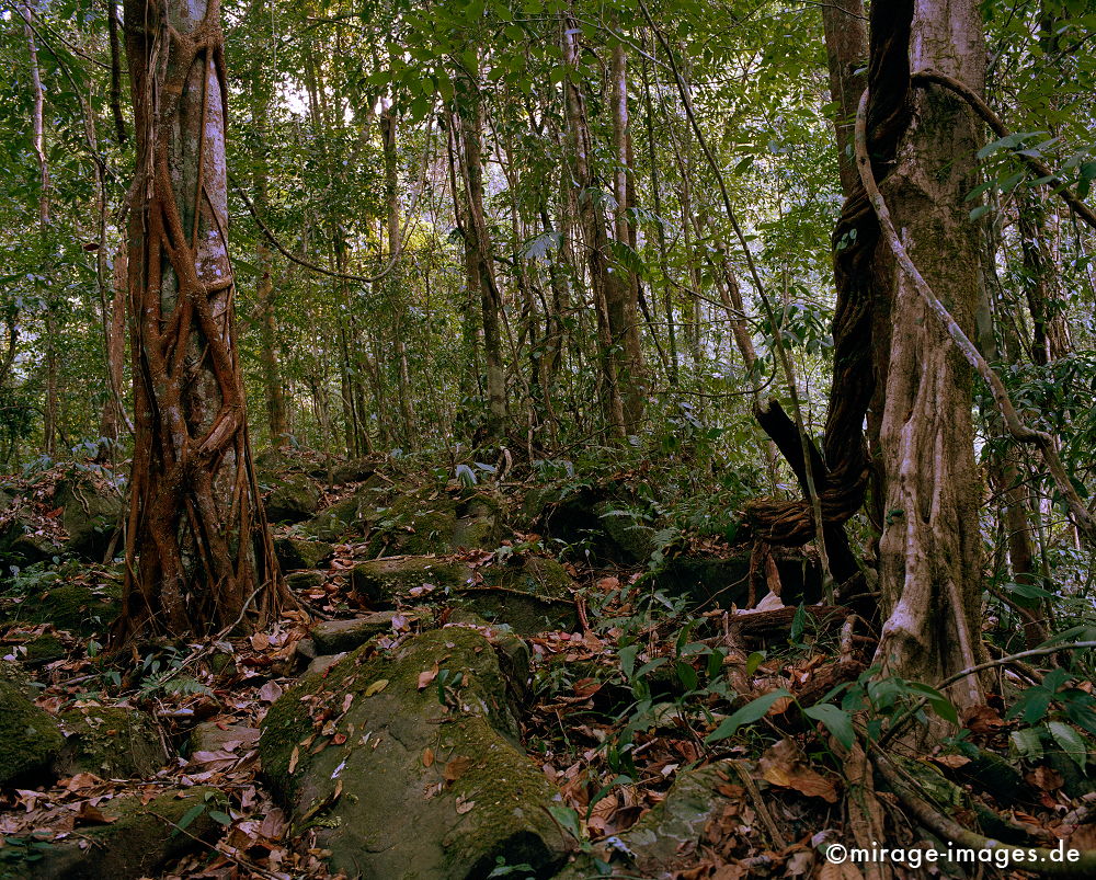 Tropical Forest
Oudomxay
Schlüsselwörter: Dschungel, Tropen, Ruhe, Natur, natürlich, Landschaft, Südost Asien, Reise, Pflanzen, Bäume, grün, Urwald, Einsamkeit, ursprünglich, Ökologie, Indochina, Stille, Wildnis, üppig, dicht, gesund, überbordend, unwegsam, Wald,