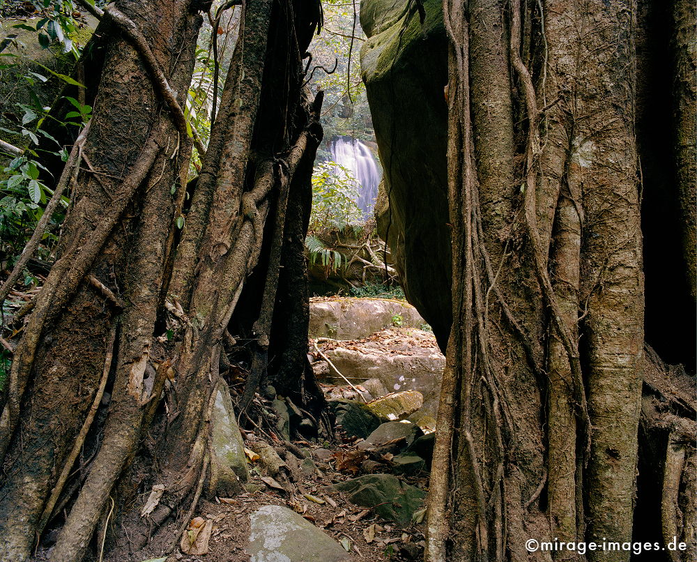 Entrance to Nam Kat Waterfall
Oudomxay
Schlüsselwörter: Dschungel, Tropen, tropisch, Natur, Landschaft, Baum, Wurzel, Eingang, verborgen, versteckt, Pflanzen, rein, üppig, Wildnis, unberührt, natürlich, Harmonie, authentisch, Vegetation, Wasser, Fluss, Ruhe, Urwald, üppig, Leben, zerbrechlich, empfindlich,
