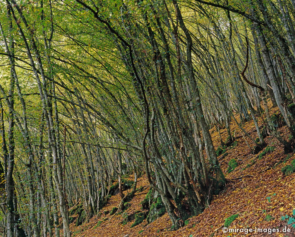 Herbstwald
Eifel Lieserpfad
Schlüsselwörter: Herbst, autumn1