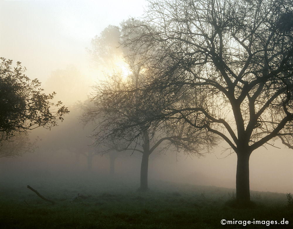 Morgensonne
Rheinstieg Bad Hönningen Andernach
Schlüsselwörter: Germany1, Nebel, Wiese, Tagesanbruch, feucht, naß, kalt, Herbst,
